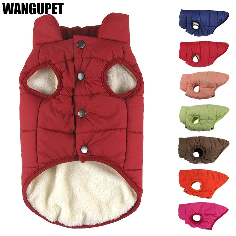 Winter clothes for dogs